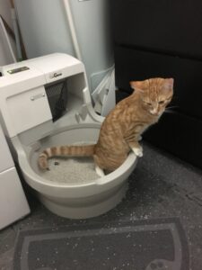 A cat using an automated fully-plumbed self cleaning litterbox