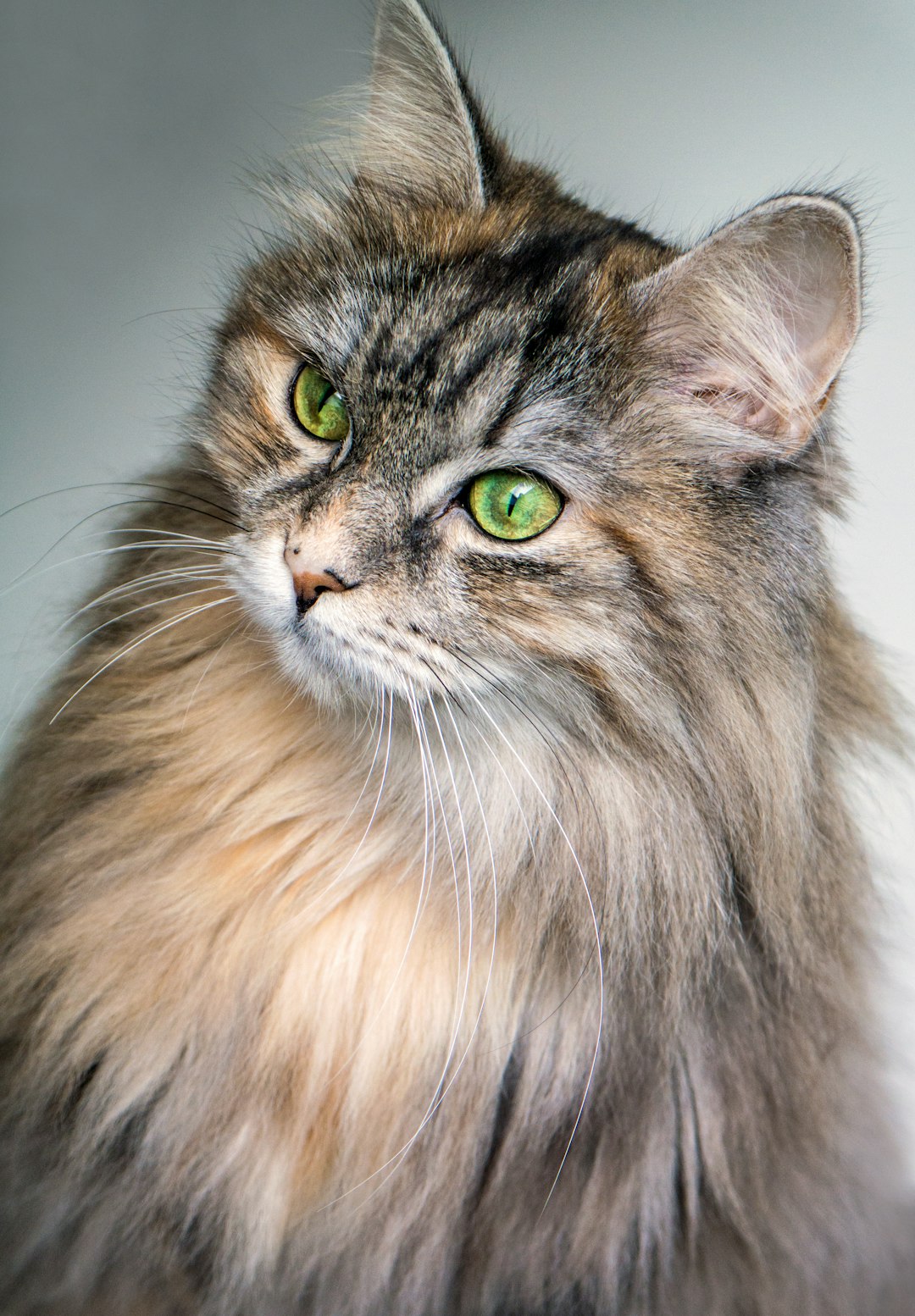 focus photography of long-fur brown cat