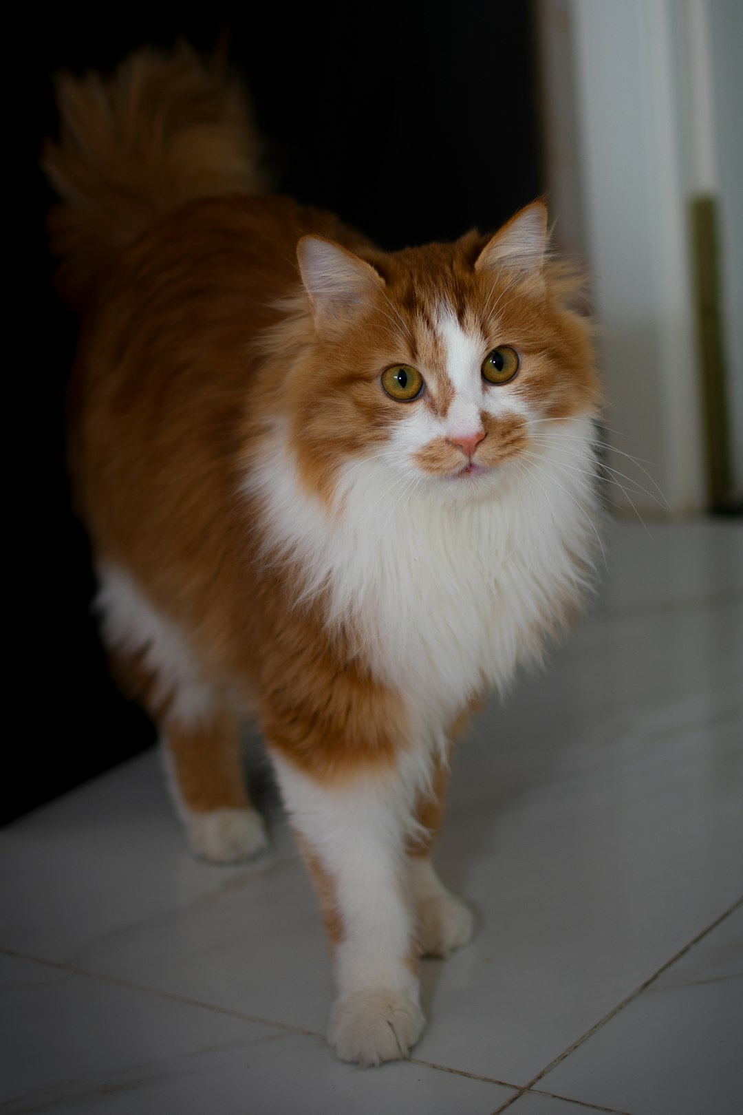 orange and white cat on white table